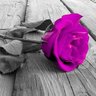 ريف الورد's profile picture