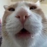 Sagiging profil fotoğrafı