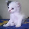 𝐑𝐎𝐁𝐈𝐍𝐇𝐎𝐎𝐃's profile picture