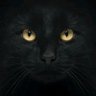 Loditia Mulyadiski 🐾's profile picture