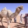 Abdallh Arwais 的头像