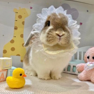 うさぎのミミちゃん🐰's profile picture