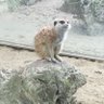 Фото профиля Qoo