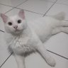 shiro,chiyo&kimi eomma's profile picture