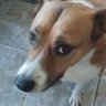Floky,Perro Twiteero... 的头像