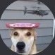 mezza ๐ค ๐ช๐ช's profile picture