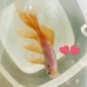 Фото профиля フィレオ君