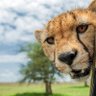 Ali gator profil fotoğrafı