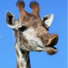 Jacob Barker's profile picture