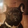 Фото профиля Wesley Frenchie