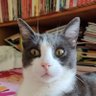 pépite de chocolat's profile picture