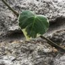 Фото профиля mccloudavril