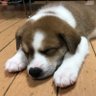 Yukiくん's profile picture
