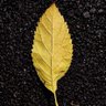 عذراء و سامر بصره's profile picture