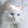 Hellooo_Kittah's profile picture