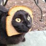 Profilbild von Plzfeed MeBread
