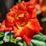 toyomi nakaoka profil fotoğrafı