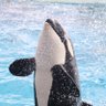 ぱりんこ profil fotoğrafı