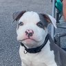 kicksNtradez's profile picture
