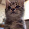 Profilbild von York.ren