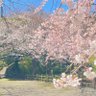みはる profil fotoğrafı