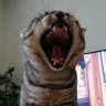 チンピラ 的头像