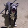 Фото профиля Nath PITbuLL 🎧