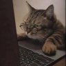 Katsu profil fotoğrafı