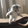 Rafi profil fotoğrafı