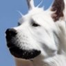 Profilbild von しろいぬしろかぜ