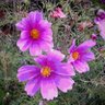 Profilbild von Wendy