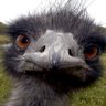 Фото профиля The Inimitable Emu
