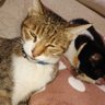 ナツメ・ナツメ profil fotoğrafı