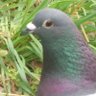 Profilbild von Piccione🕊810Pace