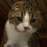 𖠨's profile picture