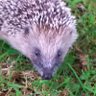 FookyFunkyBottomFeedingSandCat profil fotoğrafı