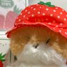 หมูกรอบชิ้นสุดท้าย's profile picture
