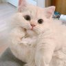 Фото профиля Life with a Cat