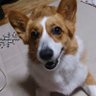 Profilbild von じじだす