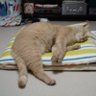 ちゃろふ 的头像