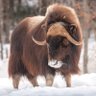 Elon Muskox profil fotoğrafı