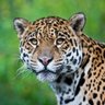 Chankas profil fotoğrafı
