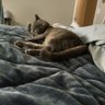 Joey profil fotoğrafı