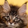 SassyNell profil fotoğrafı