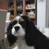Alfredo Fiordelisi profil fotoğrafı