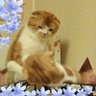 めろちゃん profil fotoğrafı
