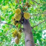 DoutorJaqueira 的头像