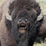 Lady Bison's profile picture