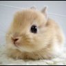 Profilbild von なーちゃん🐇🌟🌊