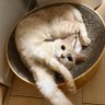 はる 〜介護士と茶トラーズの日常生活〜 的头像